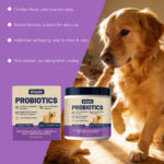 probiotic powder intestinal