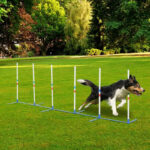 dog agility equipment - Dog Agility Equipment Dog Weave Pole Set Agility Starter